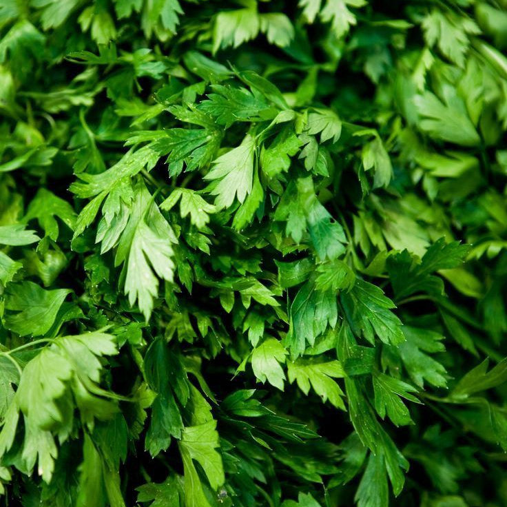 Italian Parsley