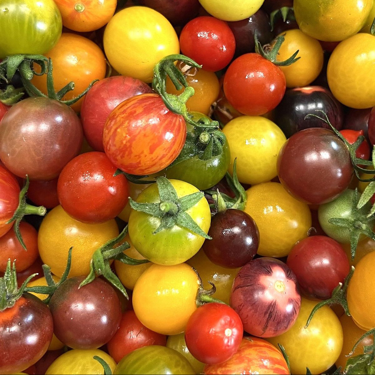 Multicolor Cherry Tomato