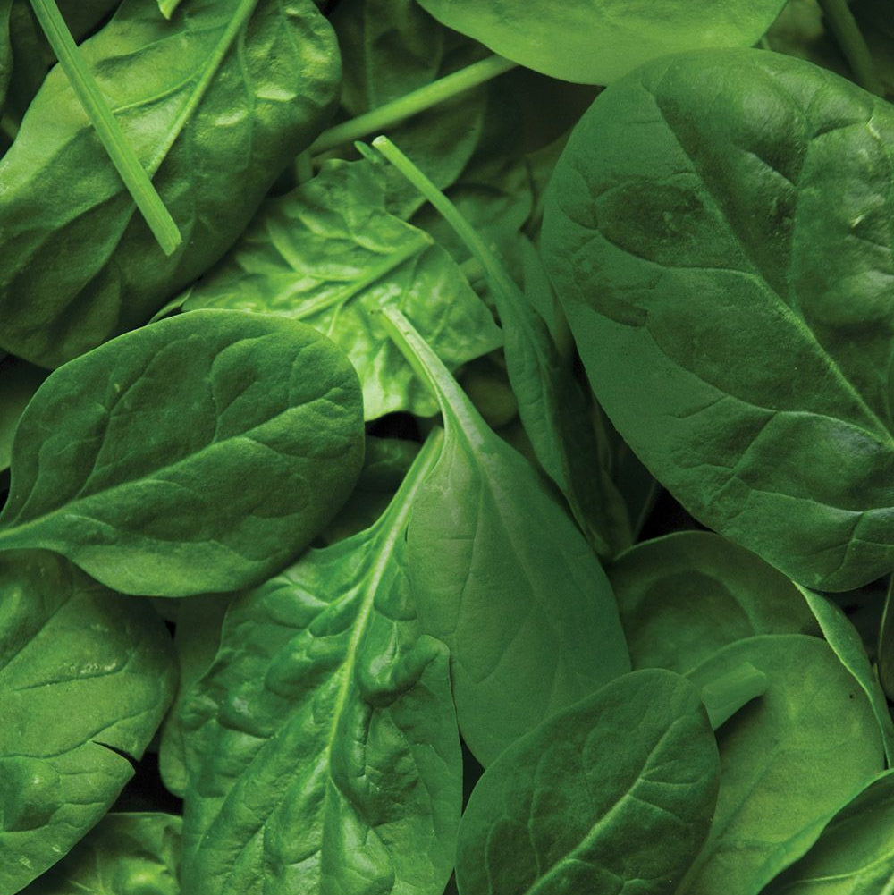 Baby Spinach Organic