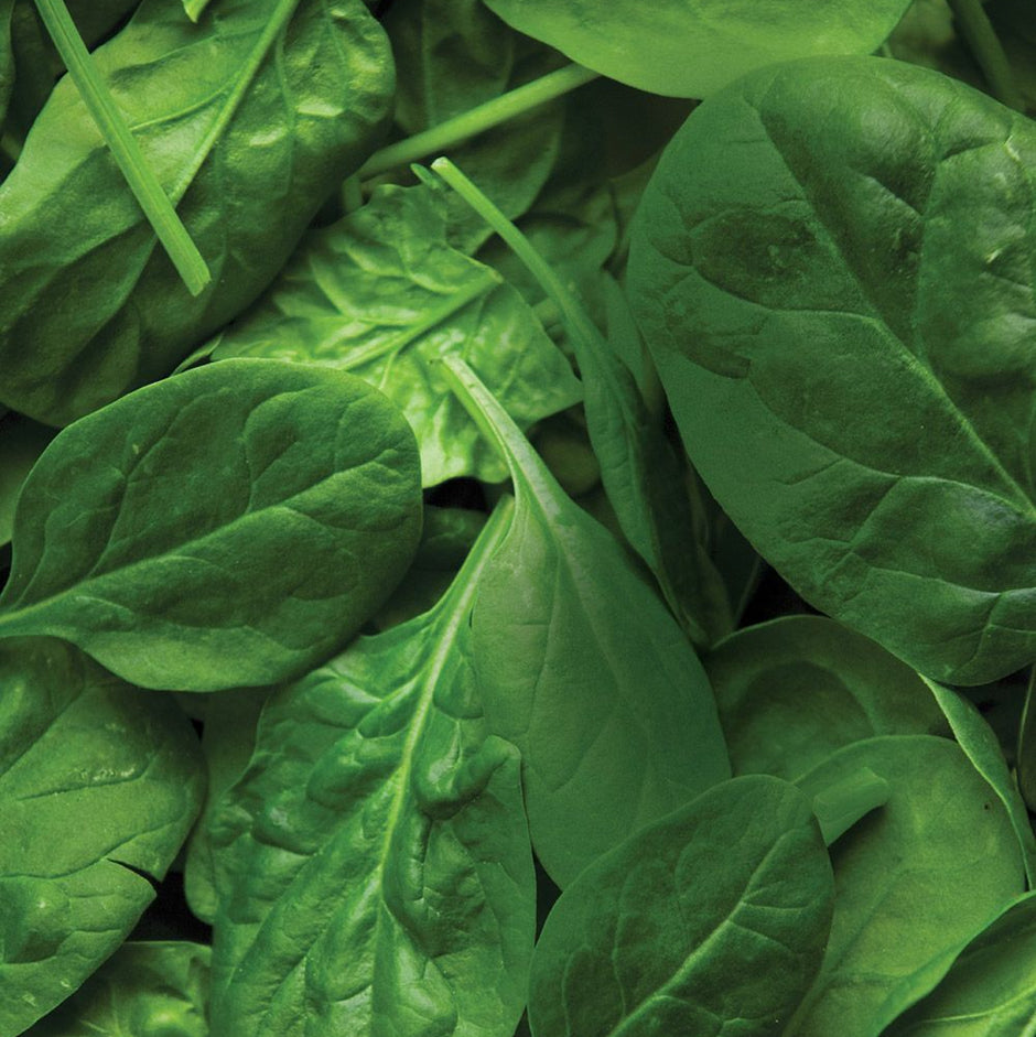 Baby Spinach Organic