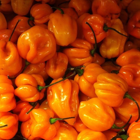 Chile Habanero Pepper - Each (~0.02 lbs)