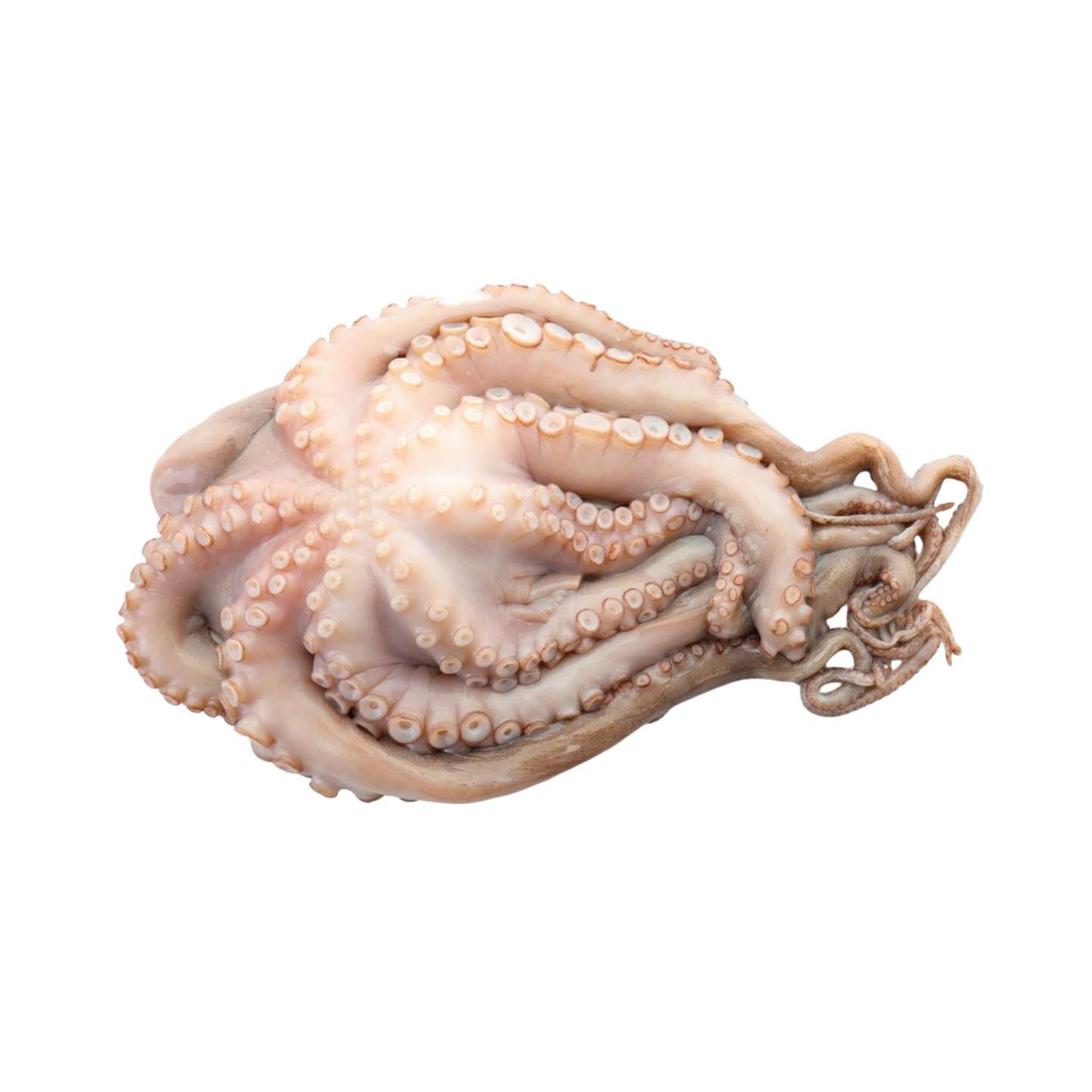 Octopus Flower Pack 6 lb – All Fresh Seafood