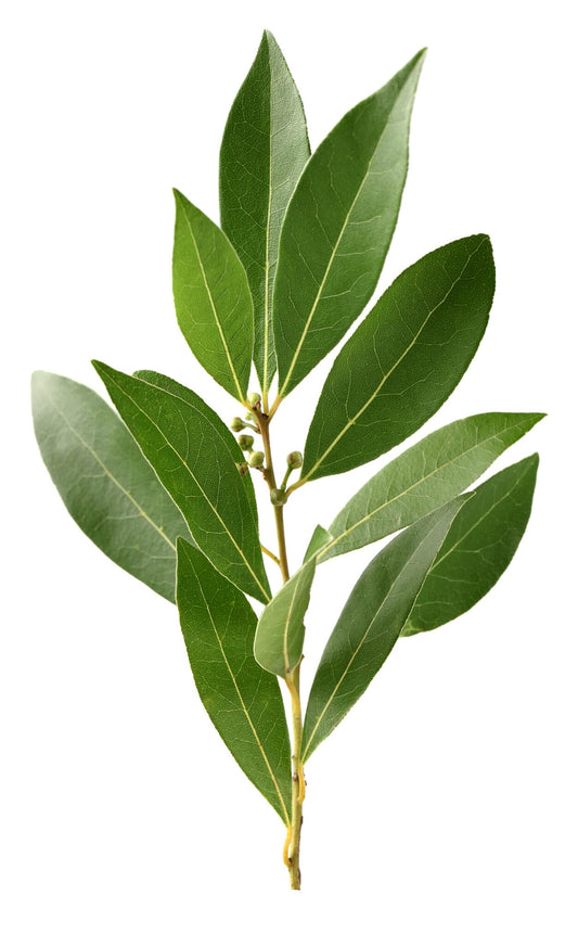 Certified Organic & Biodynamic Bay Leaf Stem 2ct - Apricot Lane Farms