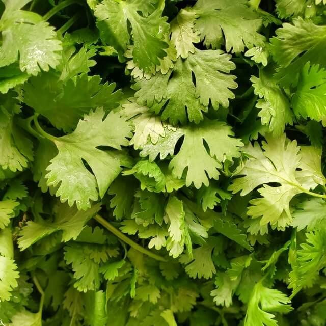 Cilantro