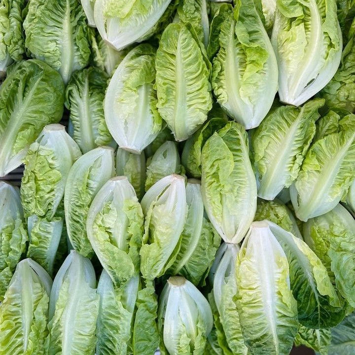 Organic Little Gem Lettuce