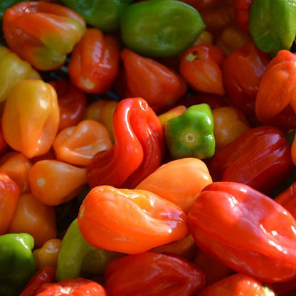 Chile Habanero Pepper - Each (~0.02 lbs)