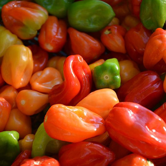 Chile Habanero Pepper - Each (~0.02 lbs)