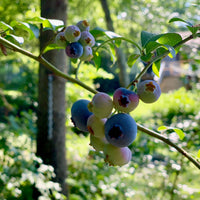Blueberry Maple Syrup 12 oz – Tree Juice Maple Syrup