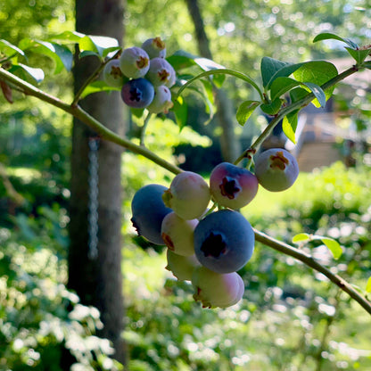 Blueberry Maple Syrup 12 oz – Tree Juice Maple Syrup